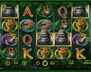 Gorilla Kingdom